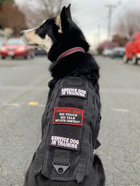 Fake service dog. Things To Know About Fake service dog. 